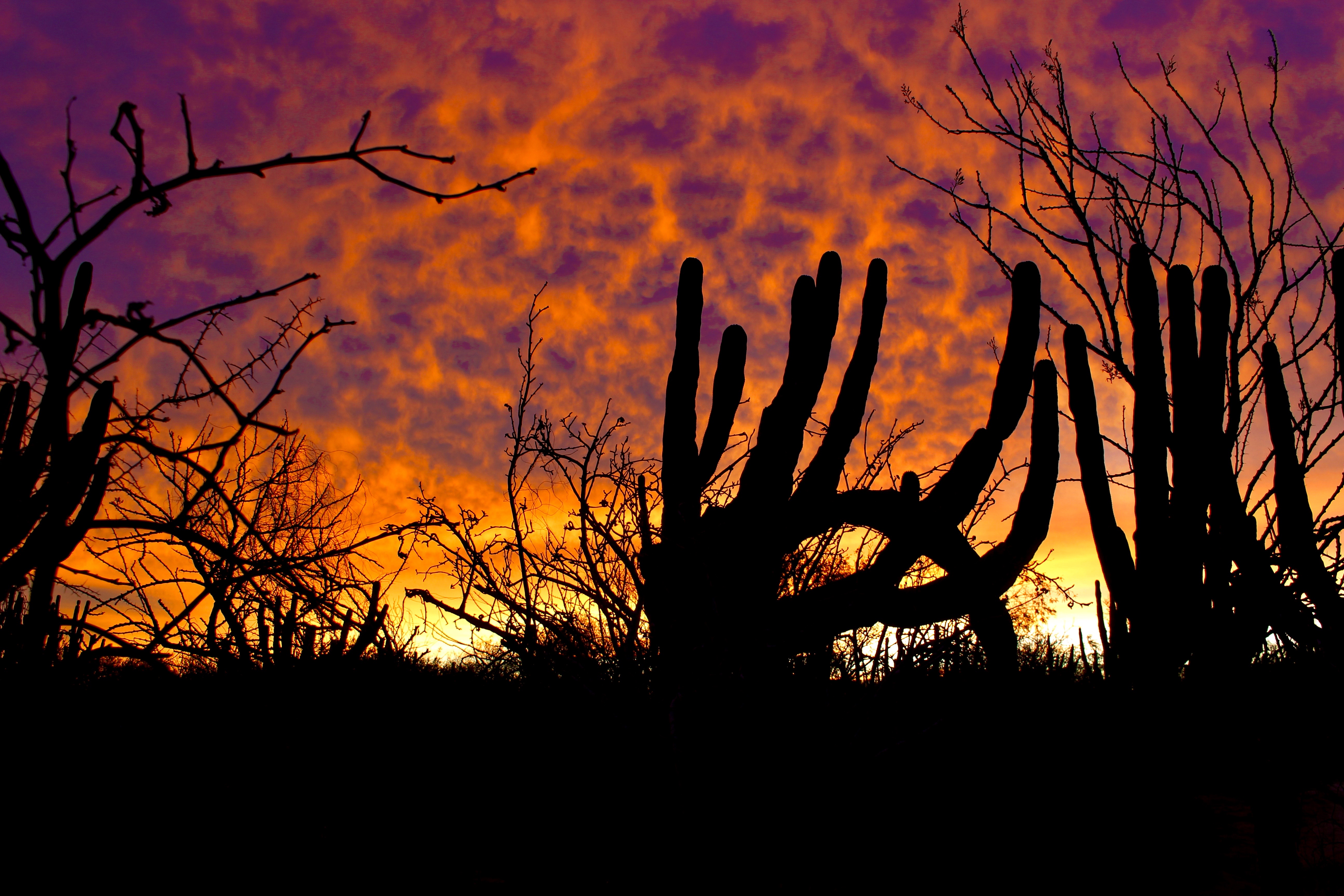 Casa Soul Baja landscape